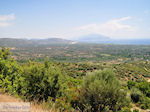 Olijfgaarden aan de vlakte bij Pythagorion en Heraion (Ireon) - Eiland Samos