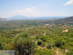 Olijfbomen aan de vlakte bij Pythagorion en Heraion (Ireon) - Eiland Samos