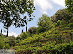 Wijngaarden op de route Agios Konstandinos - Manolates - Eiland Samos