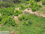 Papavers en wijngaarden in Manolates - Eiland Samos