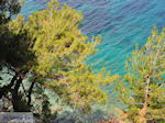 Bomen tot aan de zee bij Kokkari (Strand Tsamadou) - Eiland Samos