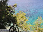 Bomen tot aan het water bij Kokkari (Strand Tsamadou) - Eiland Samos