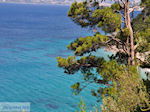 Bomen totaan het strand van Kokkari (Tsamadou) - Eiland Samos